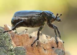 ČSOP Vlašim Vorlina