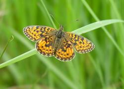 ČSOP Vlašim Smrčiny