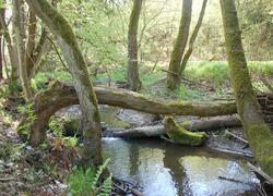 ČSOP Vlašim Losiny