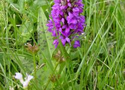 ČSOP Vlašim Řísnice