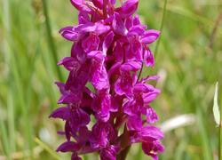 ČSOP Vlašim Smrčiny