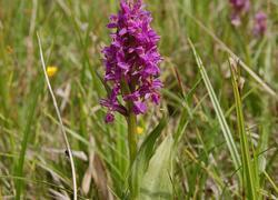 ČSOP Vlašim Blažejovice