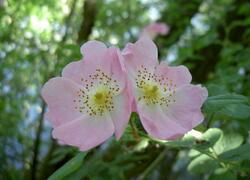 ČSOP Vlašim Býkovice