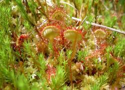 ČSOP Vlašim Na pramenech