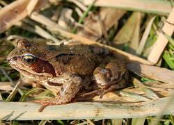 ČSOP Vlašim Vorlina