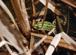 ČSOP Vlašim Na Hrbě