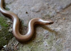 ČSOP Vlašim Kupsovka