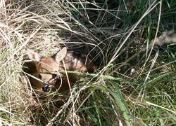 ČSOP Vlašim Chabeřice