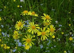 ČSOP Vlašim Řísnice