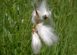 ČSOP Vlašim Na pramenech