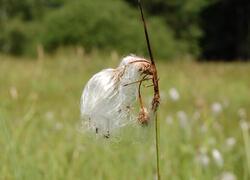 ČSOP Vlašim Blažejovice