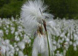 ČSOP Vlašim Řísnice