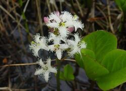 ČSOP Vlašim Smrčiny