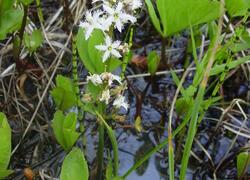 ČSOP Vlašim Blažejovice