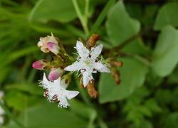 ČSOP Vlašim Nad Lipinou