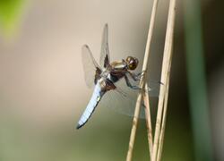ČSOP Vlašim Na Hrbě