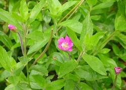 ČSOP Vlašim Na Hrbě