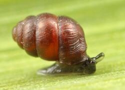 ČSOP Vlašim Smrčiny