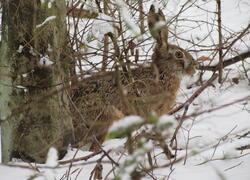 ČSOP Vlašim Býkovice