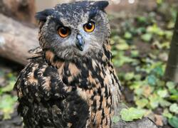 paraZOO Vlašim výr velký