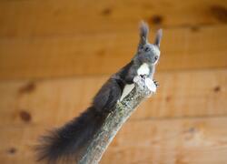 paraZOO Vlašim veverka obecná