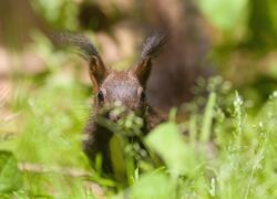 paraZOO Vlašim veverka obecná