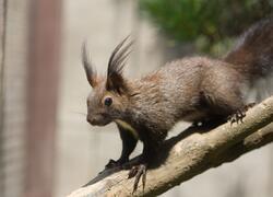 paraZOO Vlašim veverka obecná