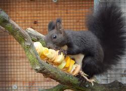 paraZOO Vlašim veverka obecná