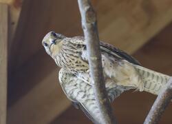 paraZOO Vlašim poštolka obecná