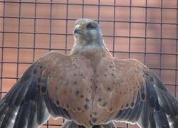 paraZOO Vlašim poštolka obecná