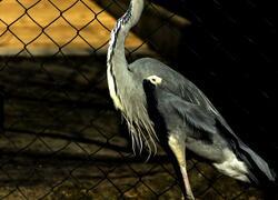 paraZOO Vlašim volavka popelavá