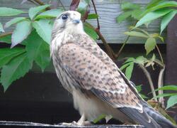 paraZOO Vlašim poštolka obecná