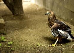 paraZOO Vlašim moták pochop