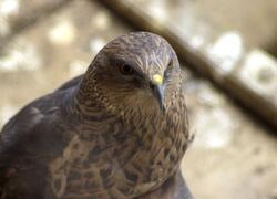 paraZOO Vlašim moták pochop