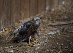 paraZOO Vlašim moták pochop