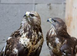 paraZOO Vlašim raroh velký