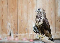 paraZOO Vlašim raroh velký