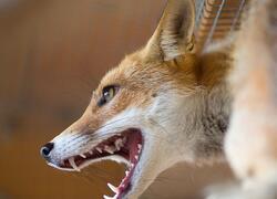 paraZOO Vlašim liška obecná