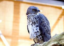 paraZOO Vlašim včelojed lesní