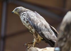 paraZOO Vlašim včelojed lesní