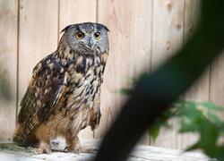 paraZOO Vlašim výr velký