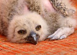 paraZOO Vlašim výr velký