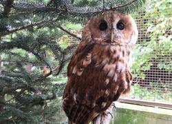 paraZOO puštík obecný