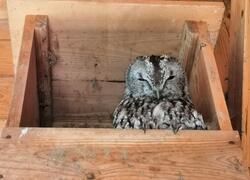 paraZOO puštík obecný