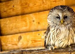 paraZOO puštík obecný