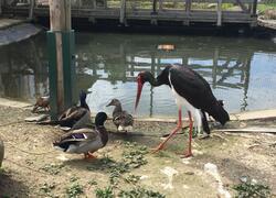 paraZOO Vlašim čáp černý