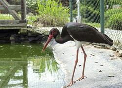 paraZOO Vlašim čáp černý