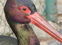 paraZOO Vlašim čáp černý