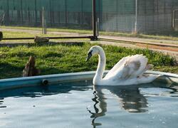 paraZOO Vlašim čáp černý