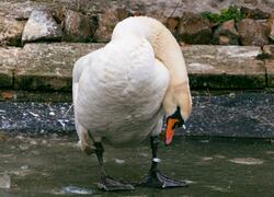 paraZOO Vlašim čáp černý